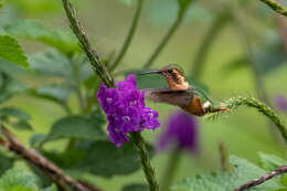 صورة Chaetocercus bombus Gould 1871