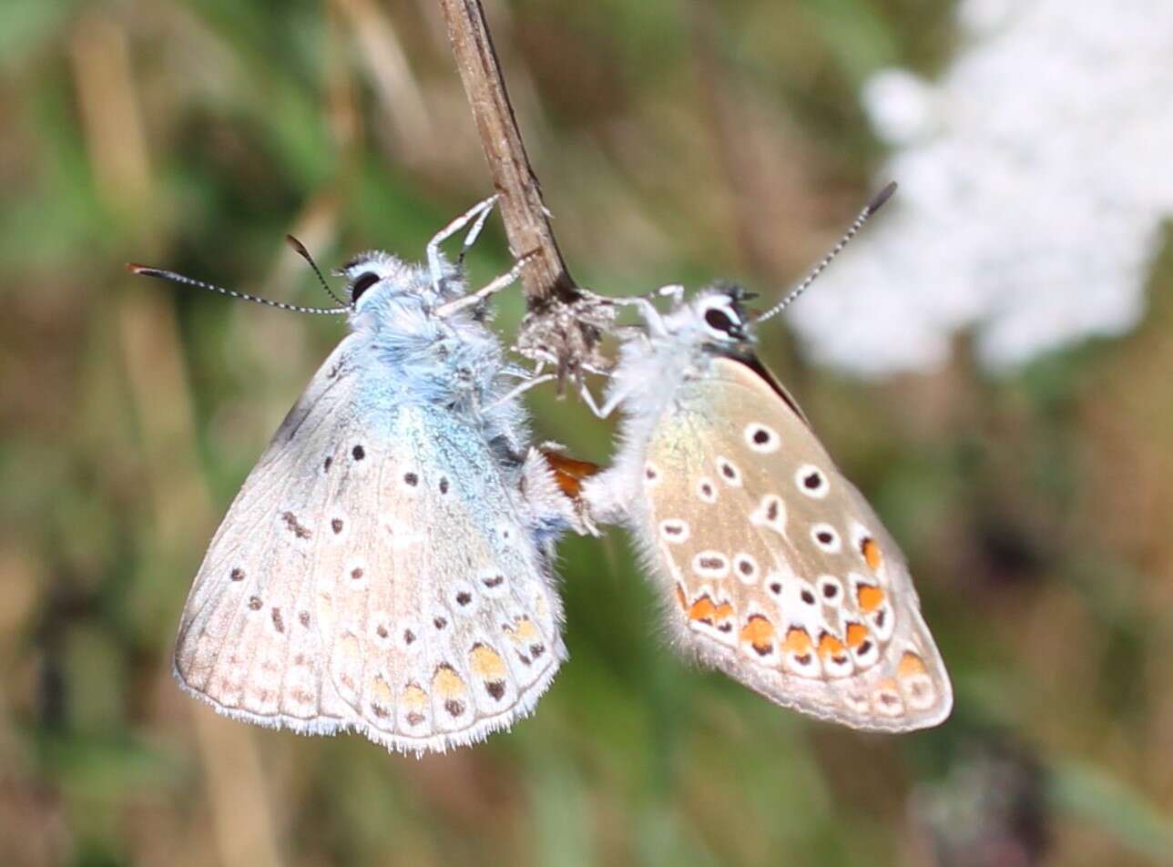 Image of common blue