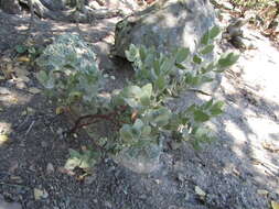 Слика од Arctostaphylos auriculata Eastw.