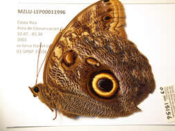 Image of Caligo telamonius