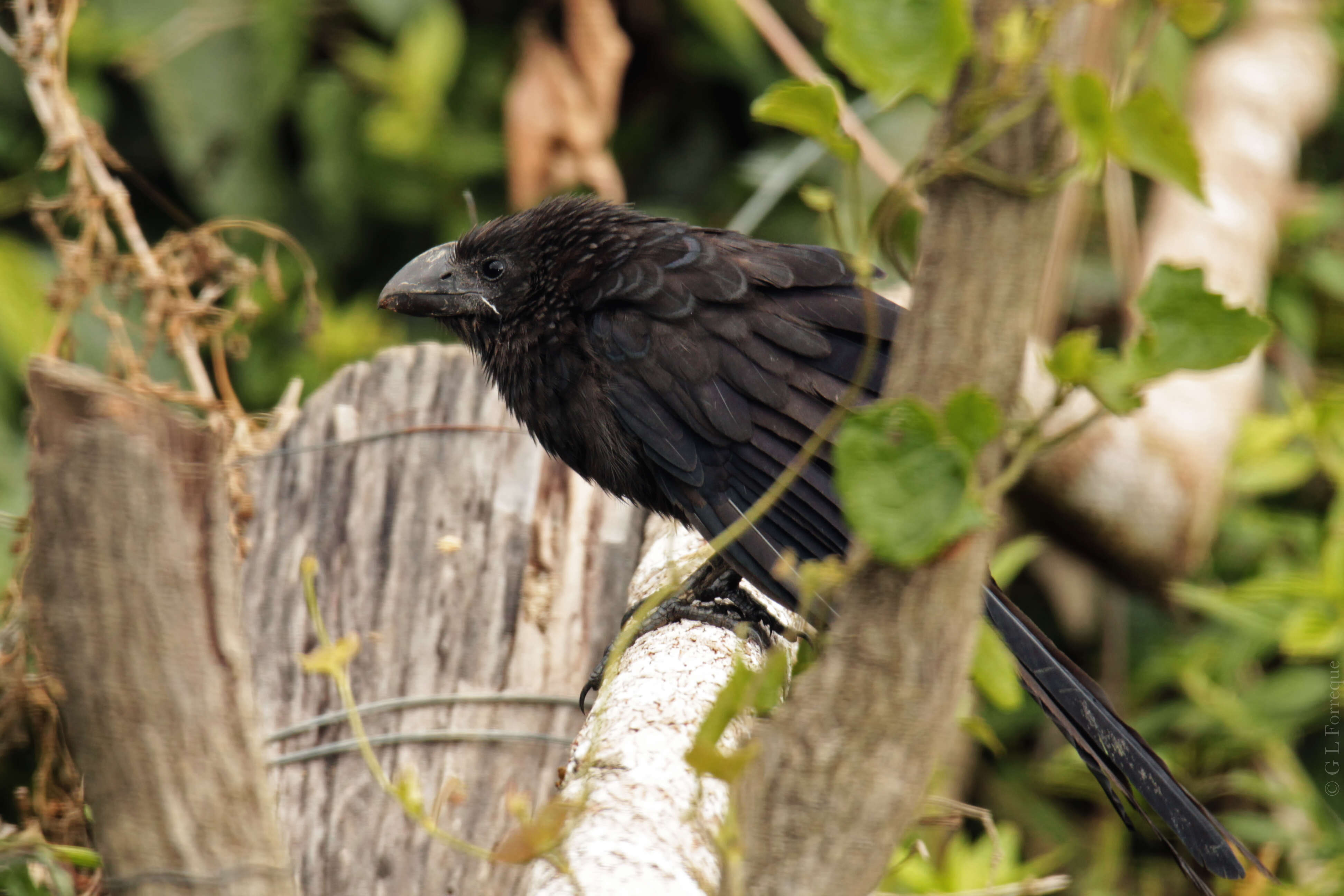 Imagem de Crotophaga Linnaeus 1758