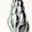 Image of Anacithara querna (Melvill 1910)