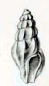 Image of Anacithara querna (Melvill 1910)