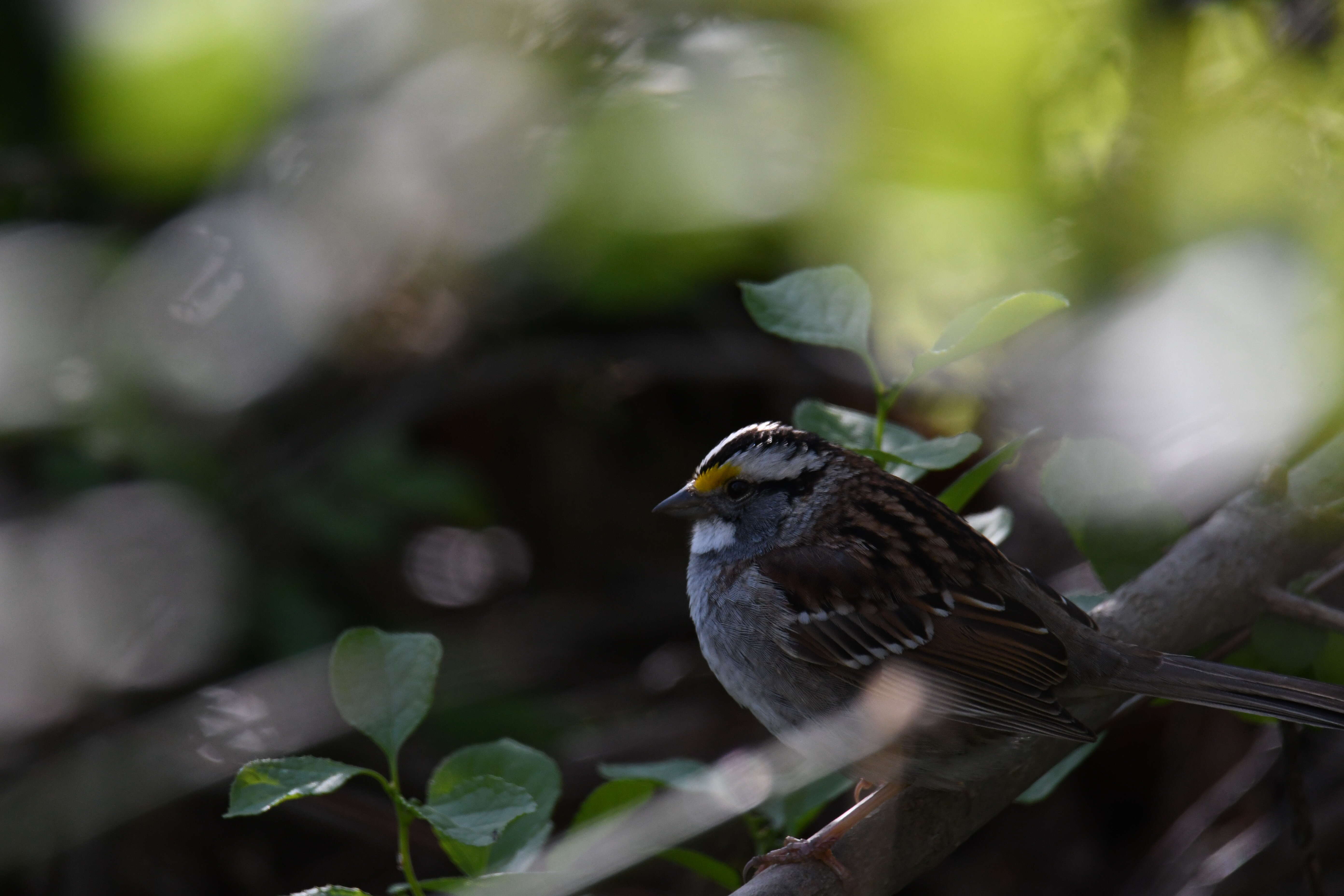 Image of White-throated Sparrow