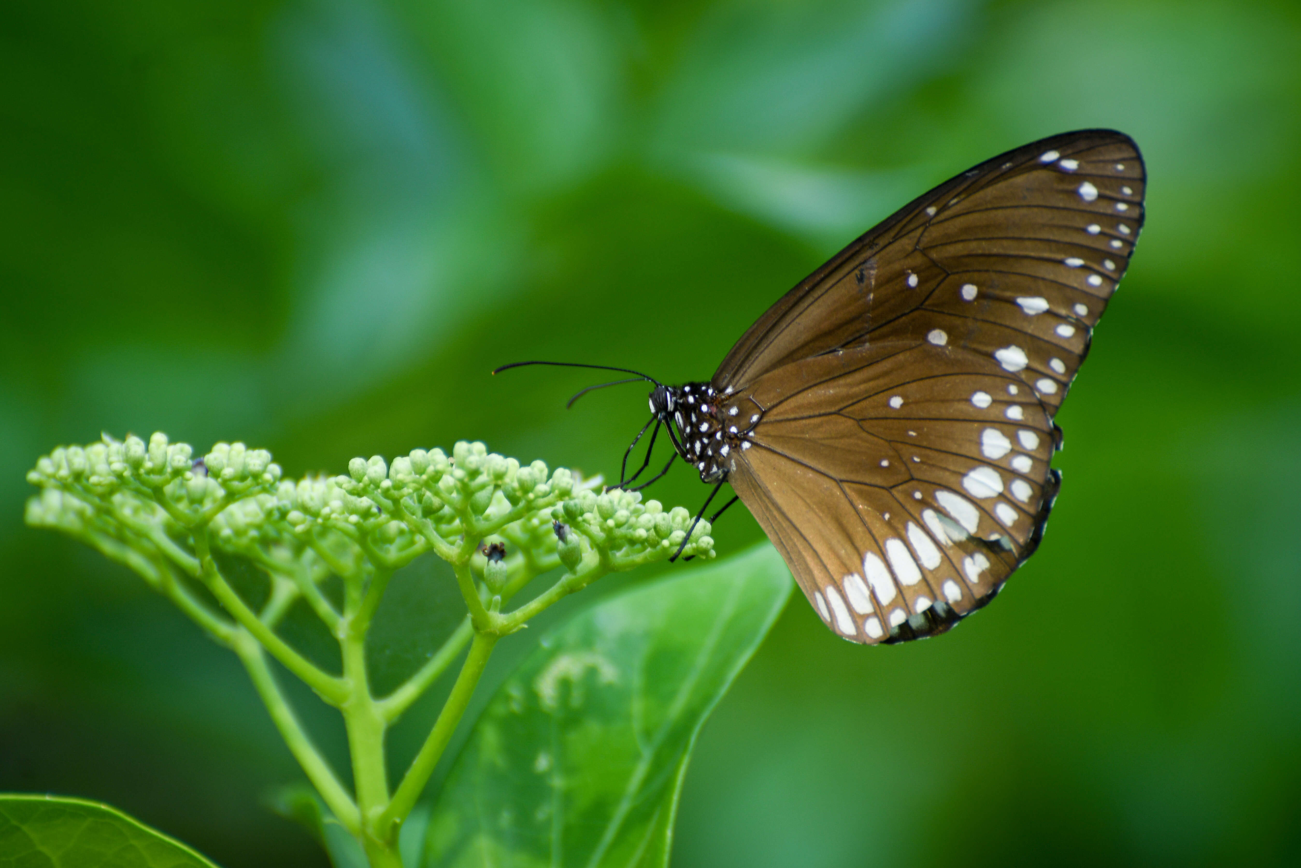 صورة Euploea core Cramer 1780