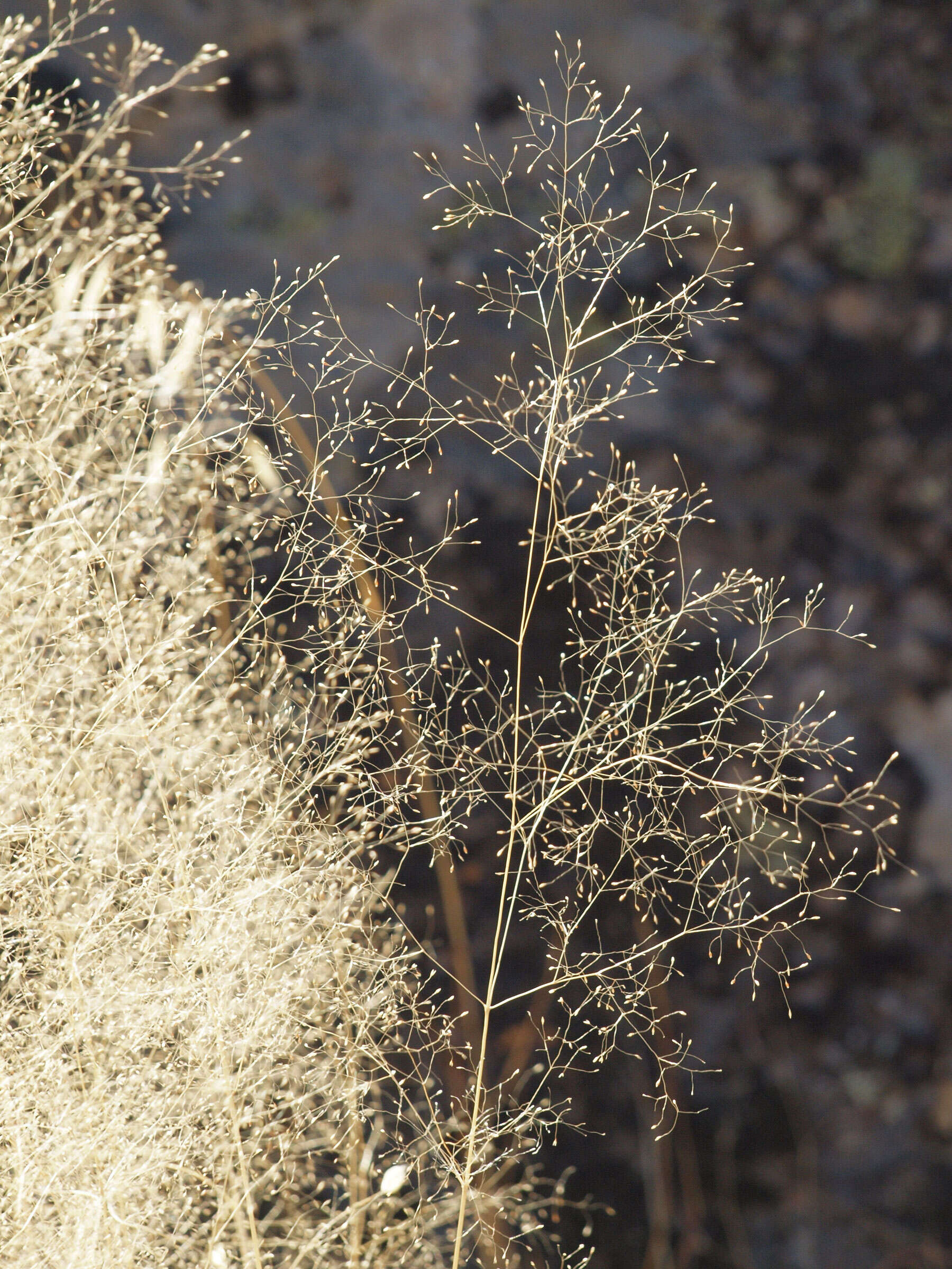 Image of bentgrass