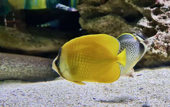 Image of Blacklip Butterflyfish