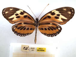 Image of Heliconius numata