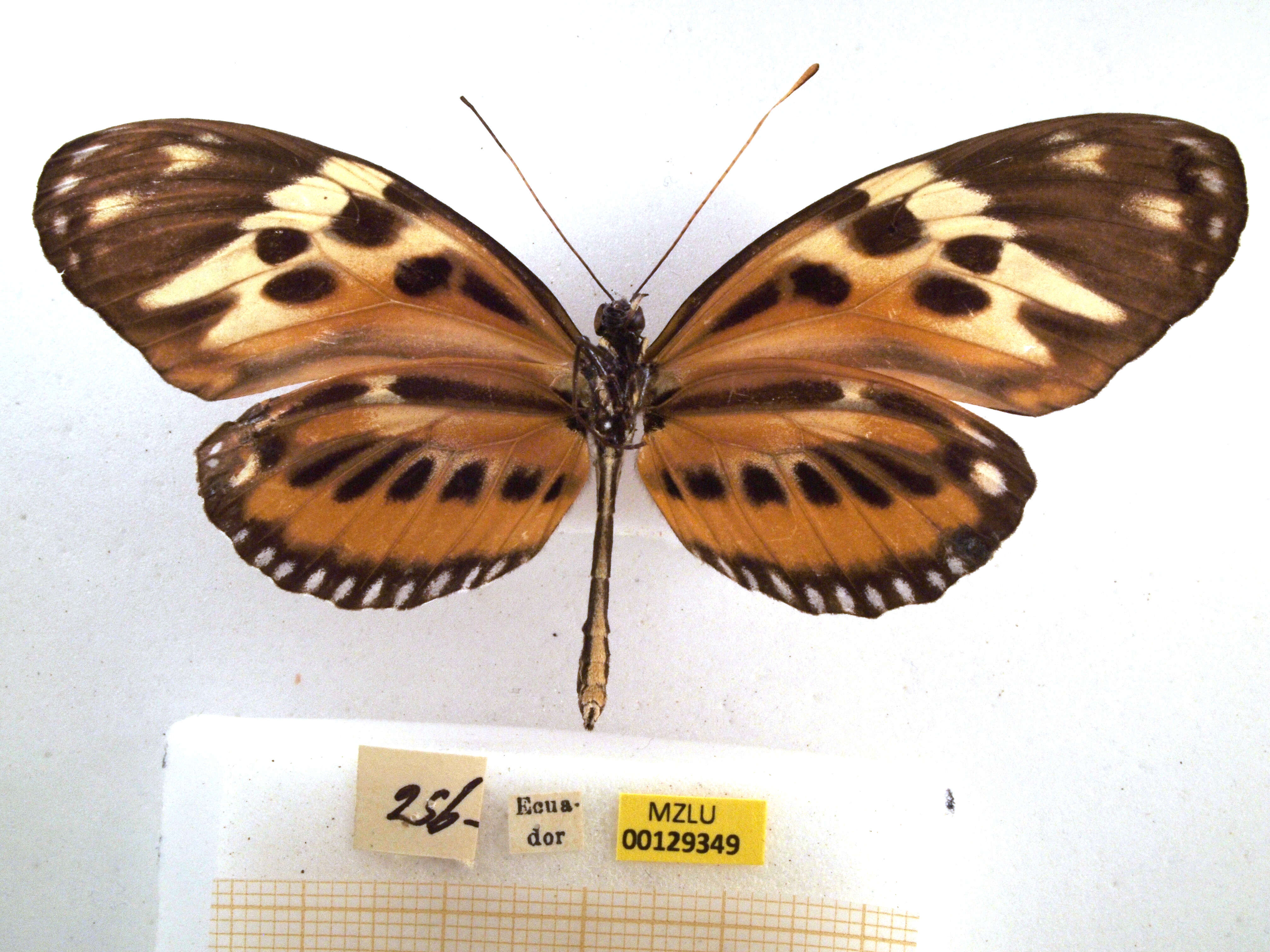 Image of Heliconius numata