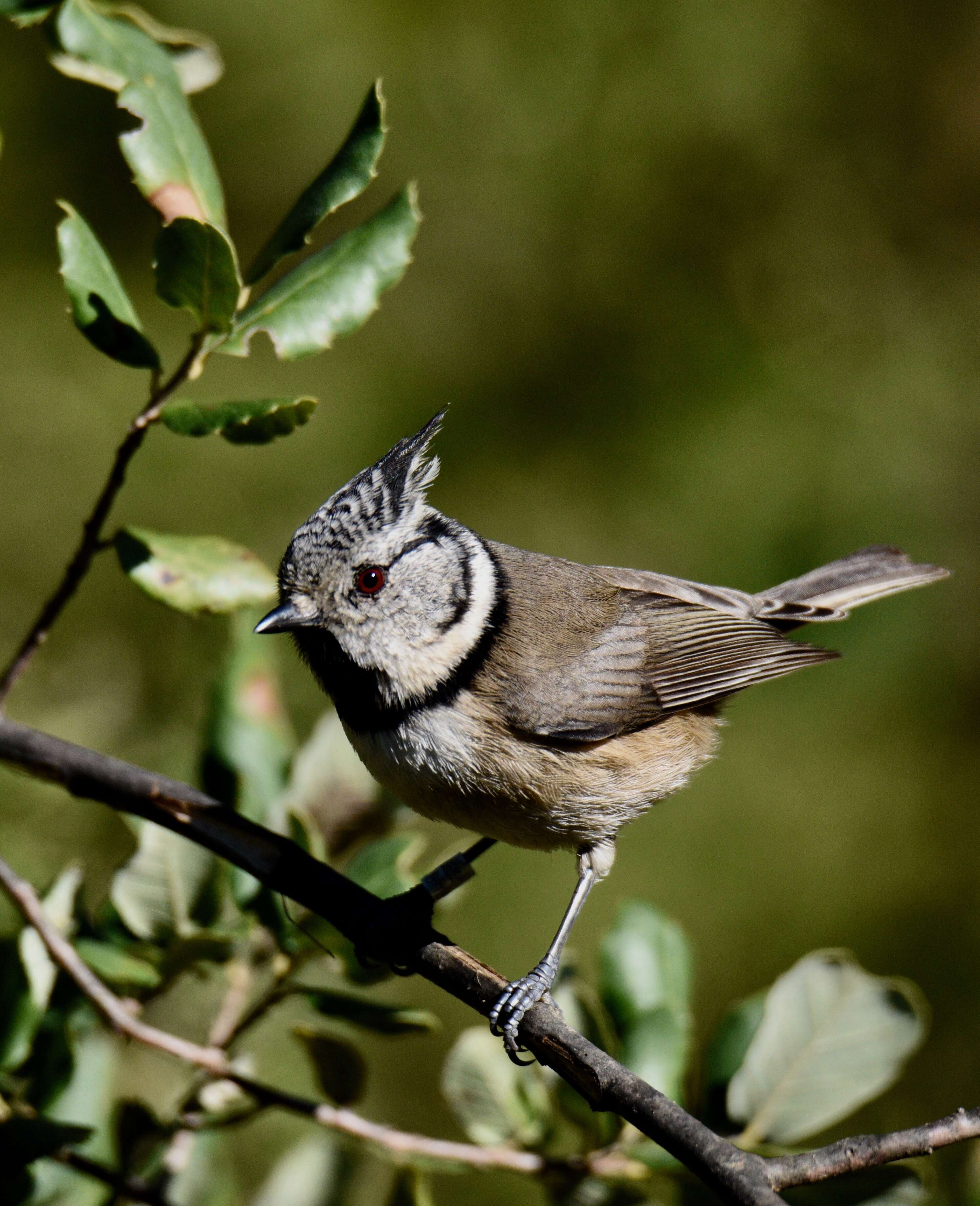 Image of Eurasian Nuthatch