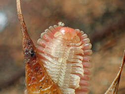 Image of Brachycybe lecontii Wood 1864