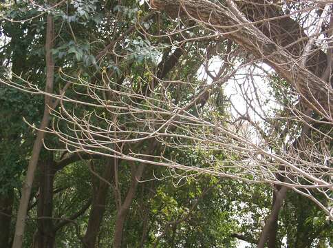 Image of Ficus erecta Thunb.