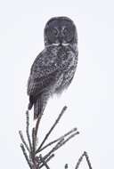 Image of Great Gray Owl