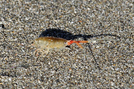 Image of California beach flea