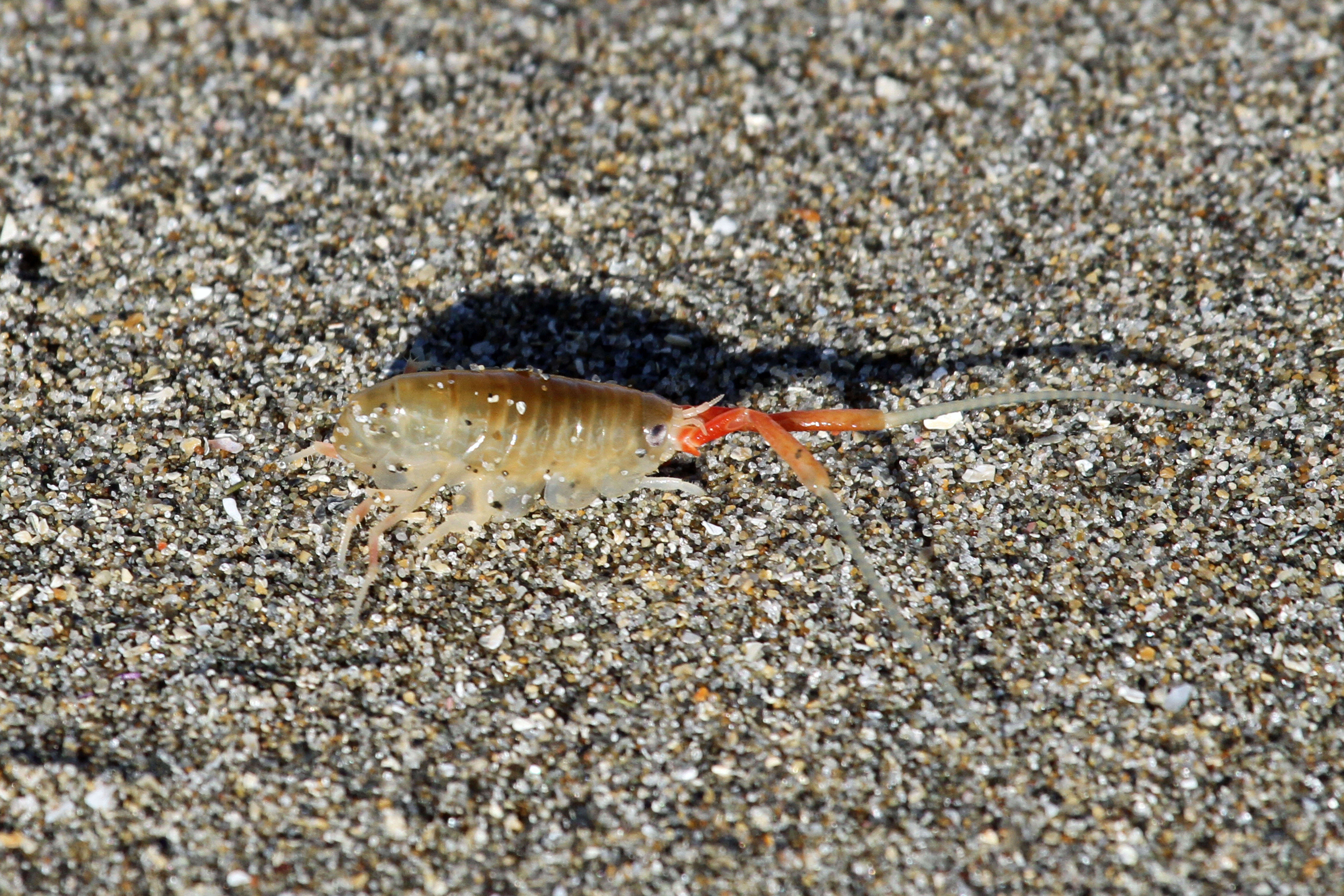 Image de Megalorchestia californiana Brandt 1851