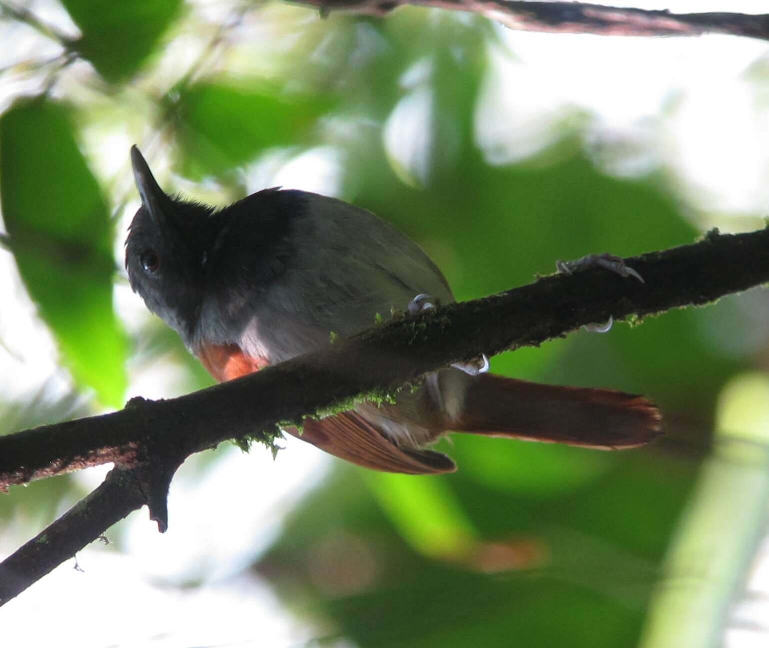 Image of White-bellied Antbird