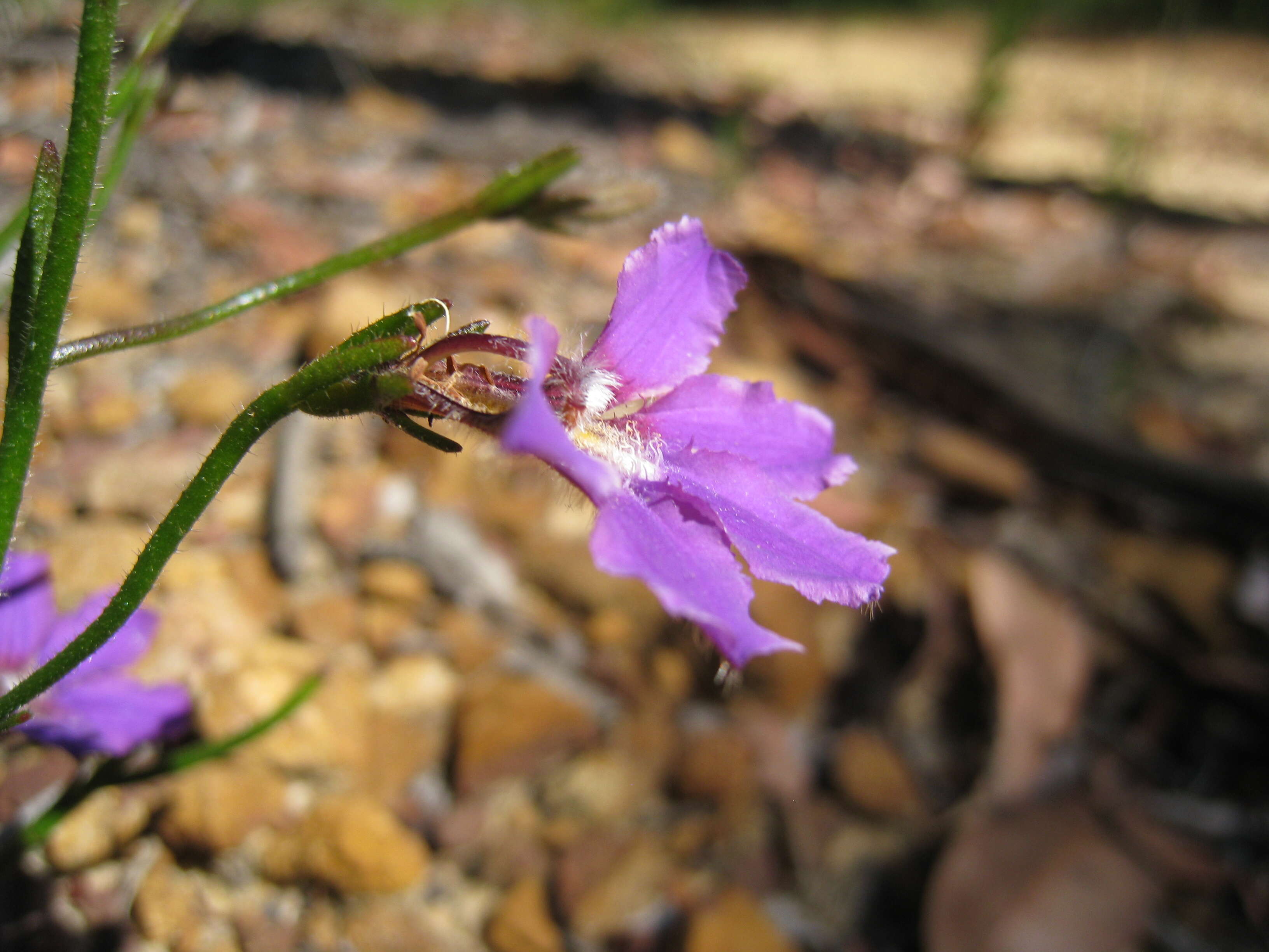 Image of Scaevola ramosissima (Smith) K. Krause