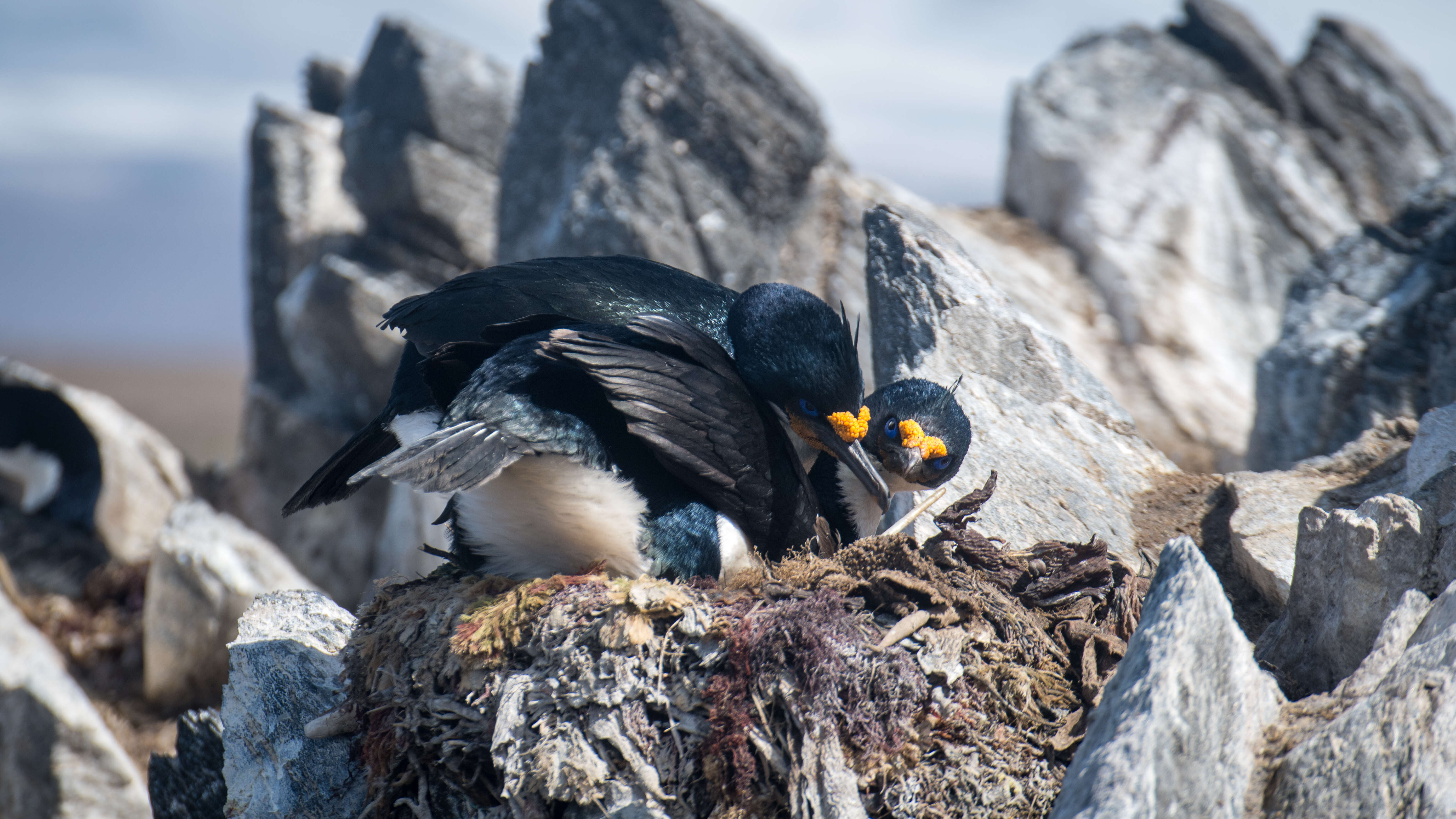 Image of Kerguelen Shag