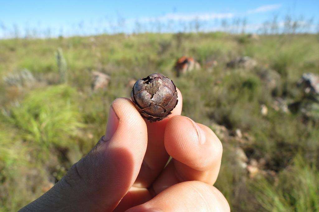 Image of Protea tenax (Salisb.) R. Br.