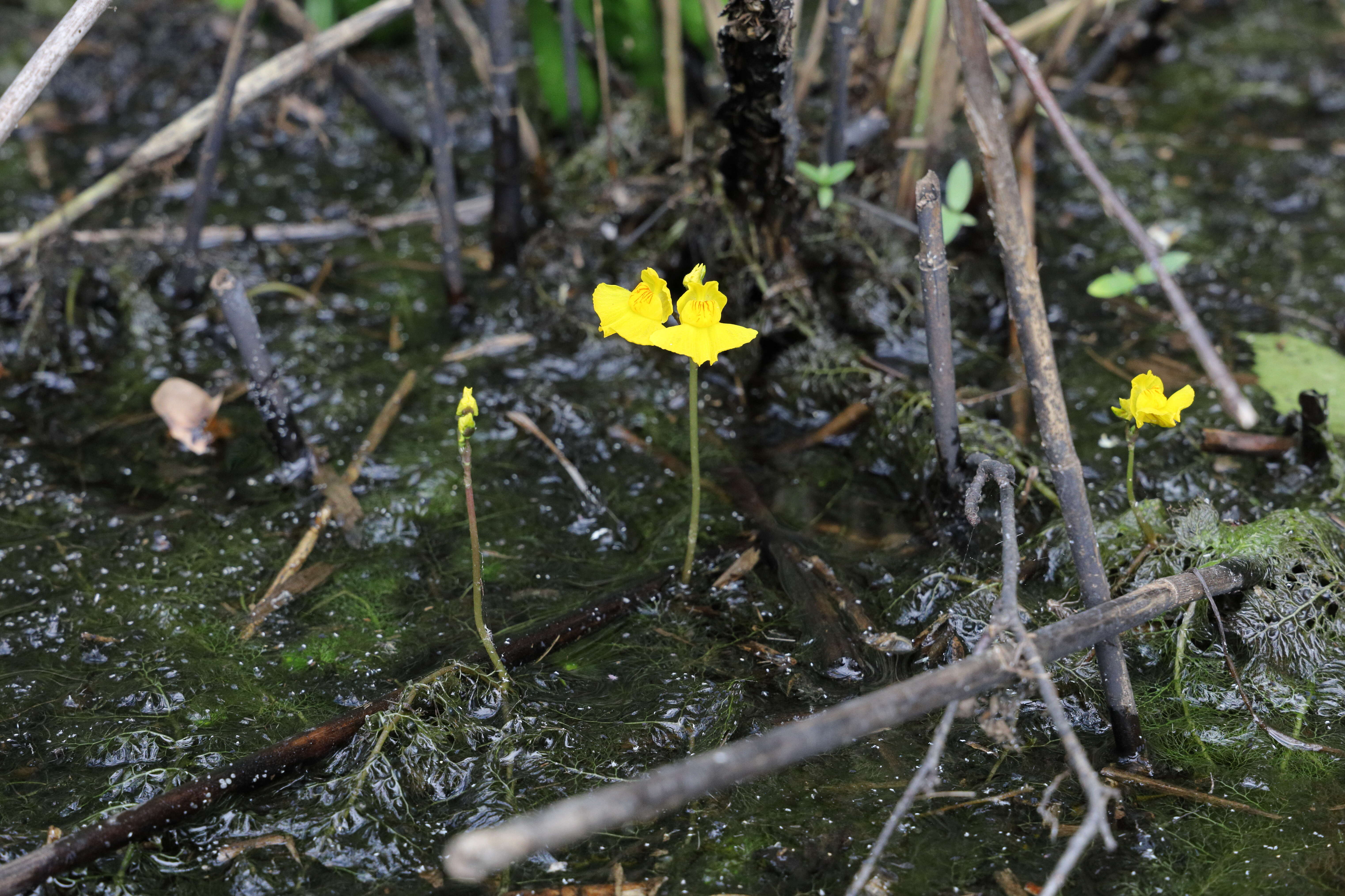 Image of Bladderwort