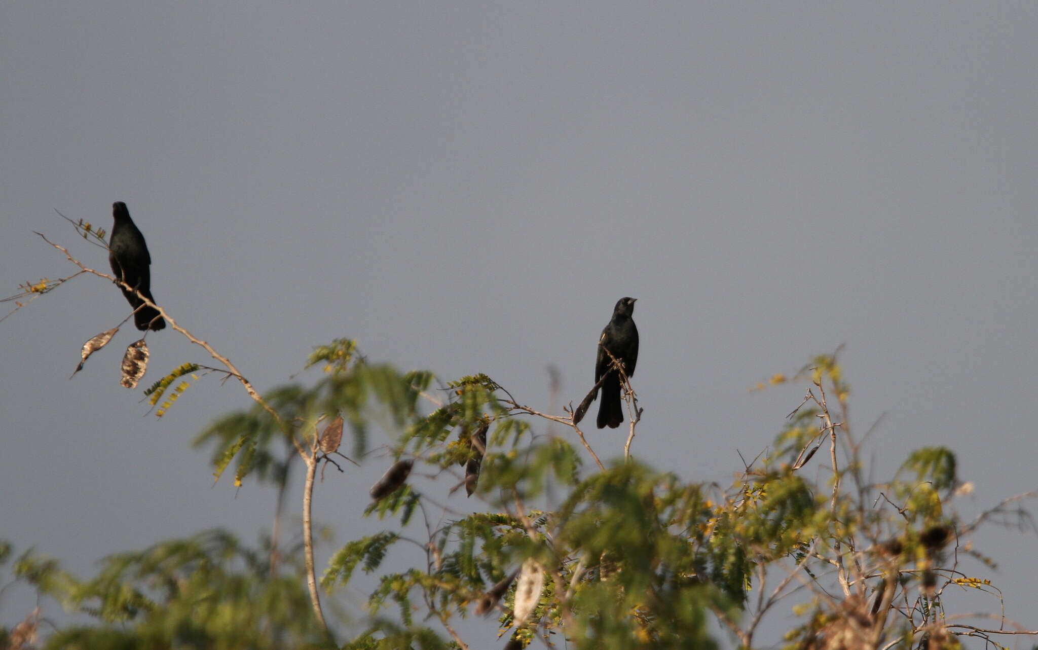 Image of Red-shouldered Blackbird