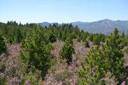 Image of Erica australis L.