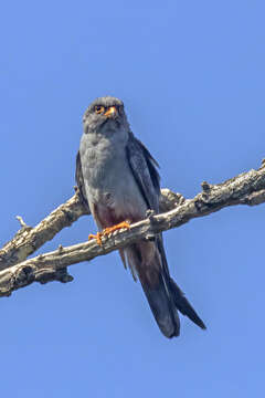 Image of Red-footed Falcon