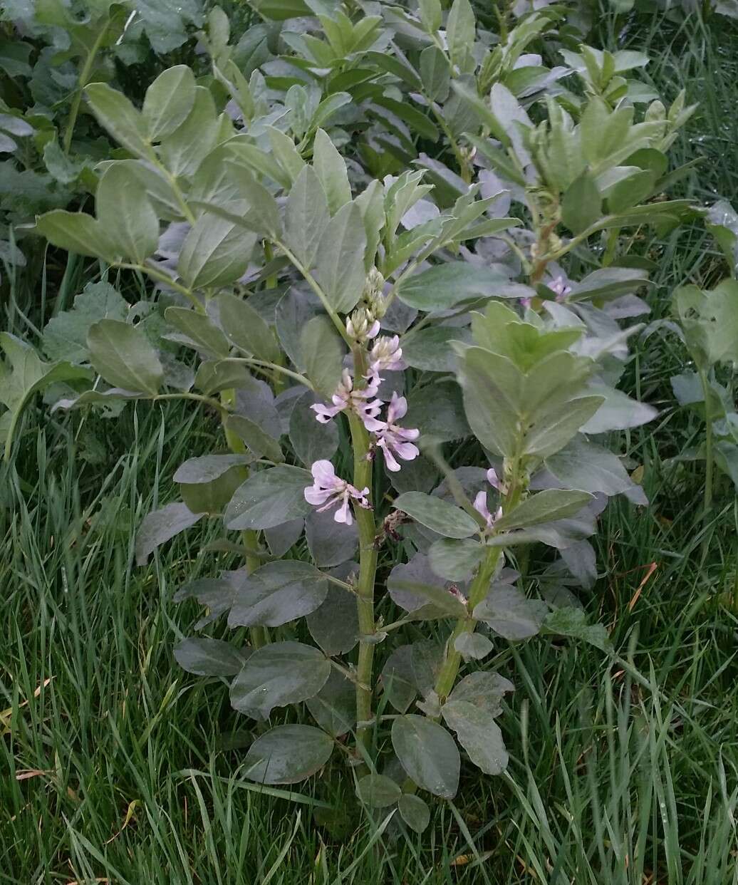 Image of Broad Bean