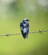 Image of White-winged Swallow