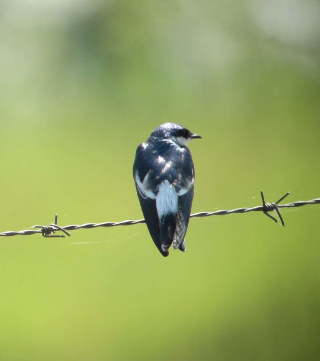 Image of White-winged Swallow