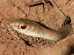 Image of Psammophis brevirostris Peters 1881