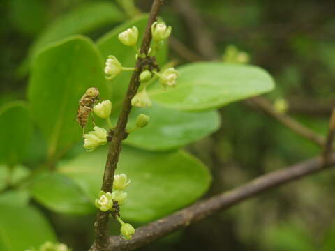 Image of Casearia tomentosa Roxb.