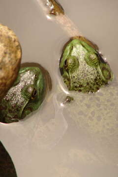 Image of American Bullfrog