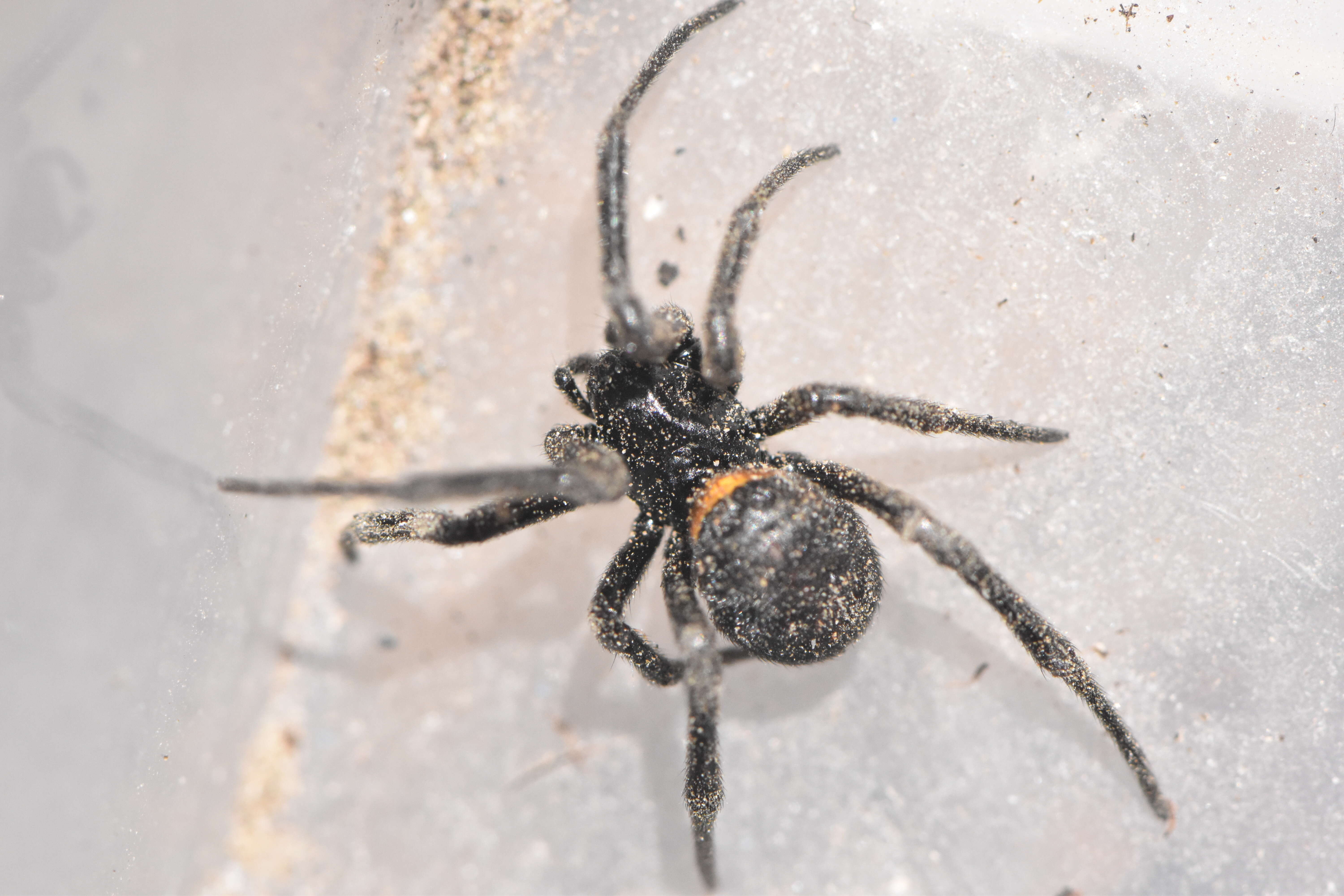 Image of Steatoda paykulliana (Walckenaer 1806)