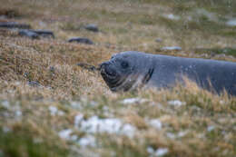 Image of South Atlantic Elephant-seal