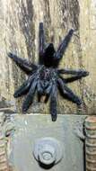 Image of Avicularia