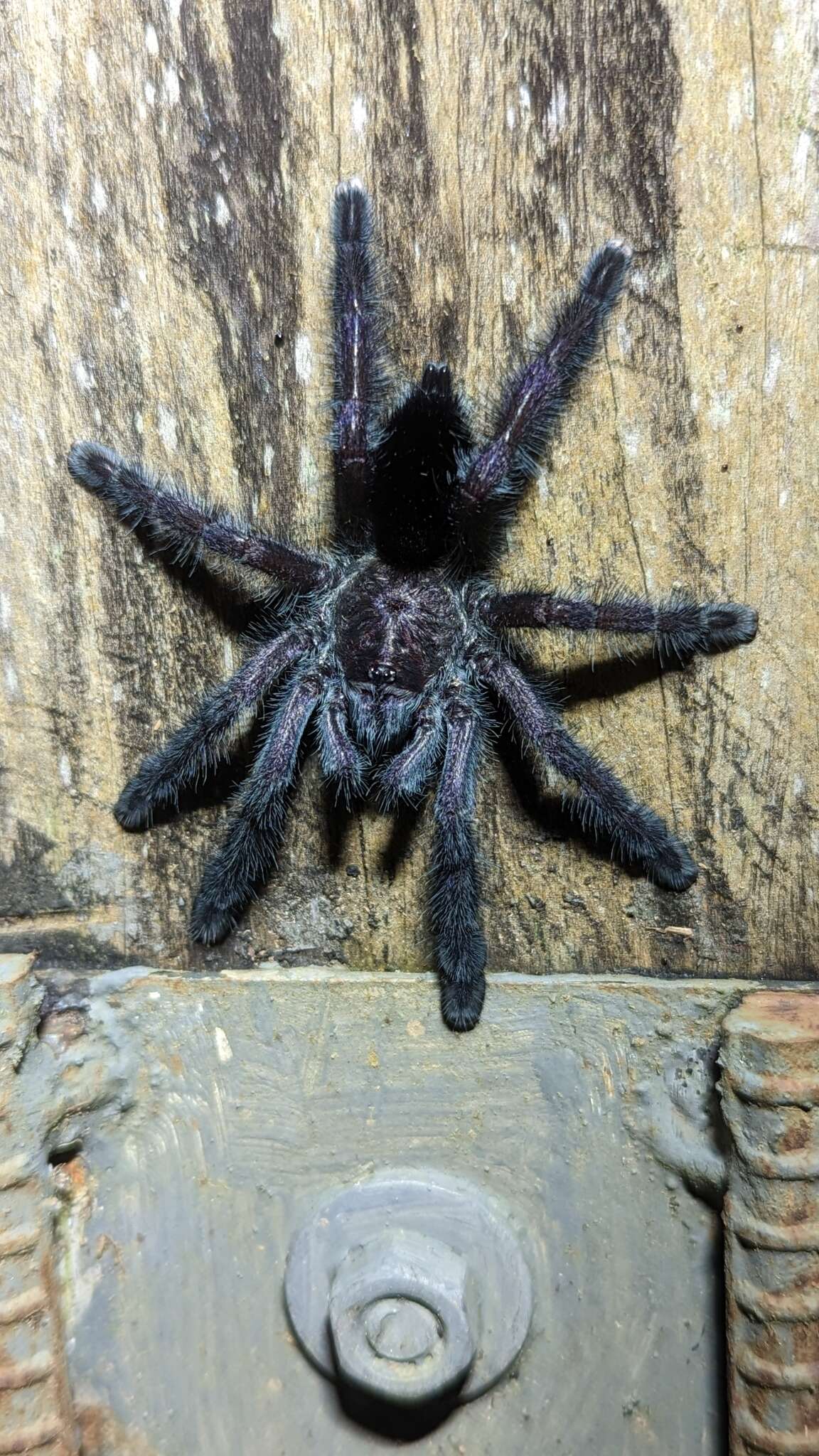 Image of Avicularia