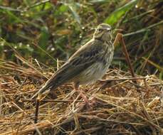 Image of Tree Pipit