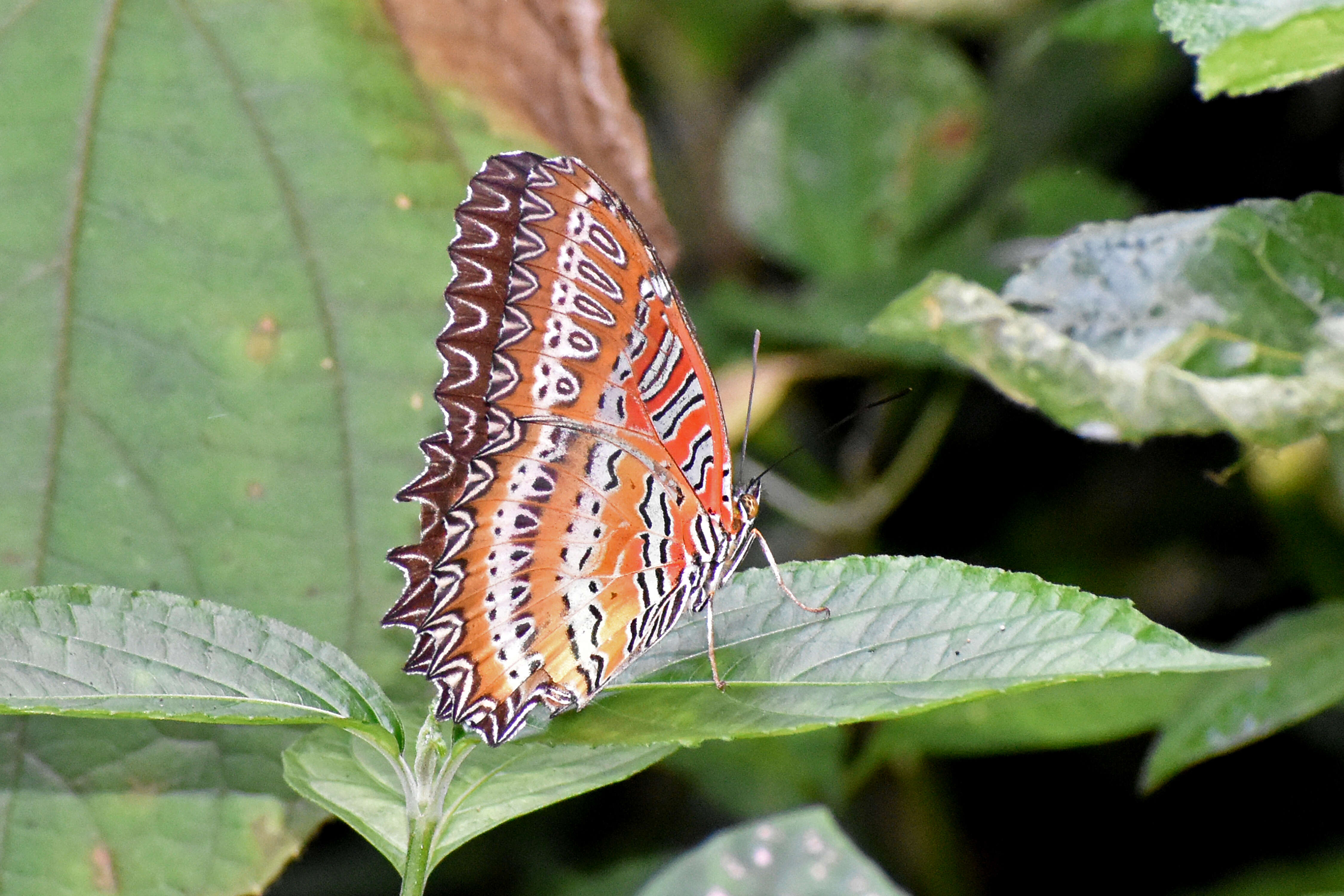 Cethosia biblis Drury 1770 resmi