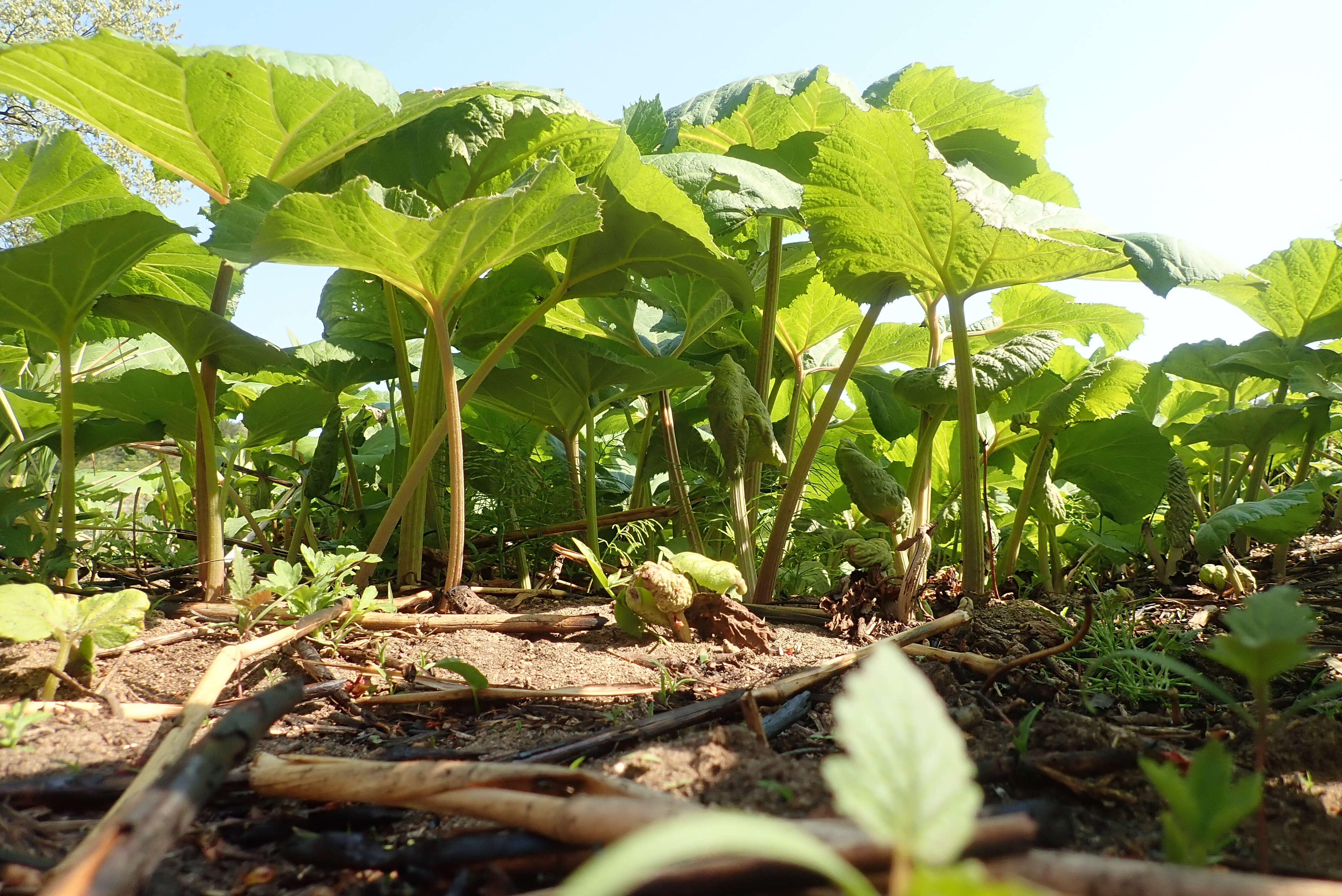 Image of Bog rhubarb