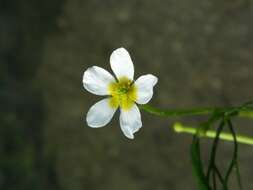 Слика од Ranunculus trichophyllus Chaix