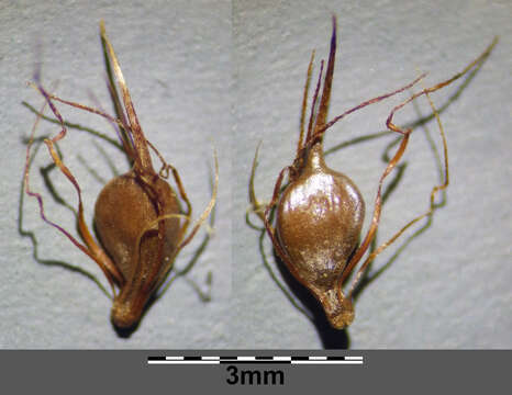 Image of Flat-sedge