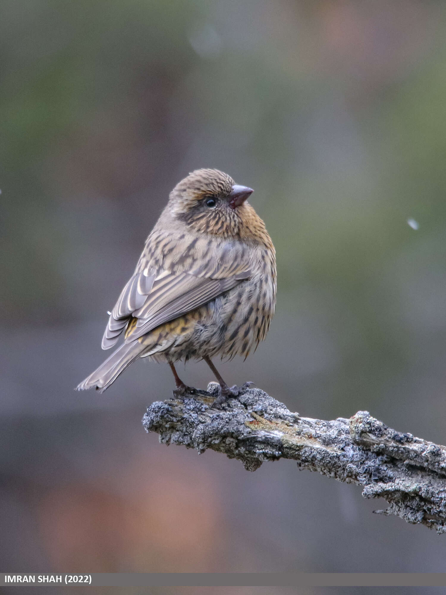 Image of Himalayan White-browed Rosefinch