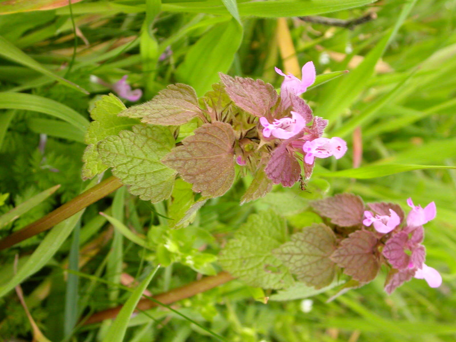 Image of purple archangel