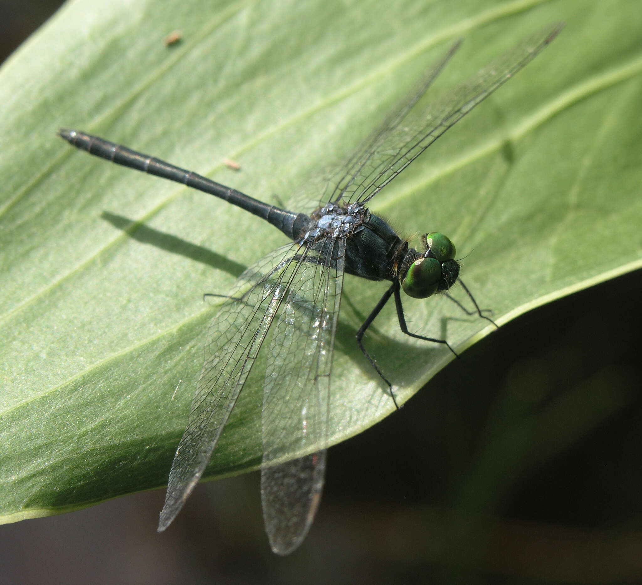 Imagem de Chalybeothemis fluviatilis Lieftinck 1933