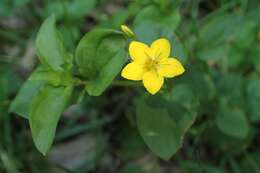 Lysimachia nemorum L. resmi