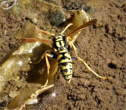 Image de Polistes associus Kohl 1898