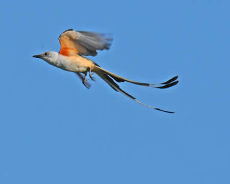 Image of Scissor-tailed Flycatcher