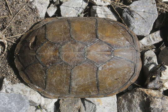 Image of Herrara’s Mud Turtle