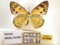 Colotis amata (Fabricius 1775)的圖片